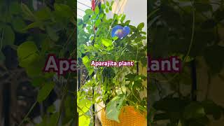 aprajita gardening flowers nature short shortsfeed ytviral likeandsubscribe youtubeshorts [upl. by Yelsehc]