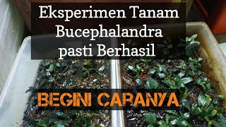 Percobaan bertanam Bucephalandra dengan dua media Tanam yang berbeda [upl. by Towney345]