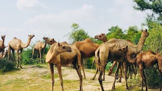 Camels eating green tree 🌳 [upl. by Corliss]