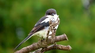 South Africans birds of prey Common Fiscal Shrike shot on canon powershot sx70hs animals [upl. by Lamont]