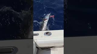 What Did We Reel Up offshorefishing sailfish fishing outdoors [upl. by Annet]