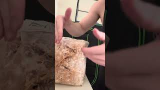 Opening mushroom grow bag to start fruiting [upl. by Amahcen379]