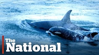 Orca Baby Boom Off Vancouver Island [upl. by Zilada]