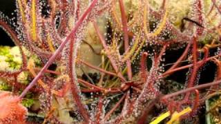 Drosera binata  The ForkedLeaf Sundew Carnivorous Plant [upl. by Gerc887]