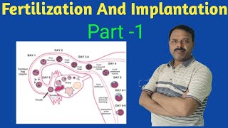 Fertilization And Implantation  Class 12  Biology [upl. by Norb159]