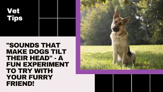 Sounds That Make Dogs Tilt Their Head Proven Method [upl. by Ataynik]