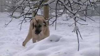 Anatolian Shepherd Dogs in California [upl. by Liew]