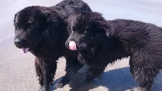 Newfoundlands at a Beach [upl. by Colligan786]