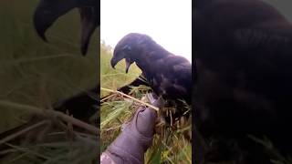 Video Hunt Bird From Eagle Hawk Nice Try 🔥🦅 birds shorts youtubeshorts youtube [upl. by Evannia44]