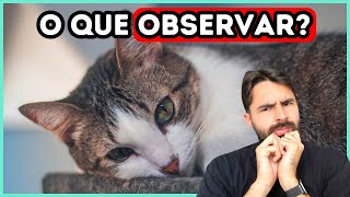 Os Principais Sintomas de Doença Inflamatória Intestinal em Gatos [upl. by Conrad985]