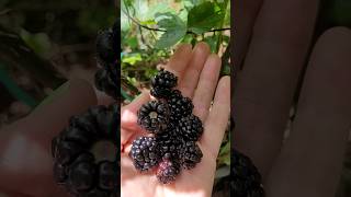 😍🖤As Primeiras Framboesas Negras framboesa frutíferasemvaso framboise frutiferasorganicas [upl. by Sikorski314]