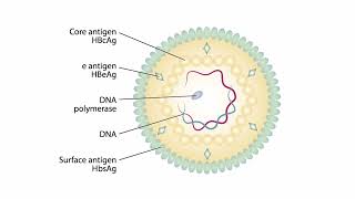 Viral Genomes and Replication for the USMLE Step 1 [upl. by Dunham618]