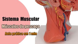 Músculos do Pescoço  Anatomia Humana [upl. by Nesbitt]