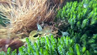 Snorkelen in Grevelingenmeer [upl. by Ecirtac]