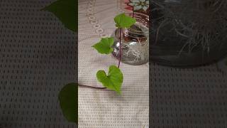 Sweet potato vine 🍃 in water propagation trendingshorts viralvideo youtubeshorts [upl. by Eelyrag]