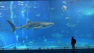 HDOkinawa Churaumi Aquarium 沖縄美ら海水族館 [upl. by Bonita]