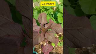 Erra thotakuraesthersfoodshortsfood foodieytvijayawadaviralgardeninghow [upl. by Sussi]