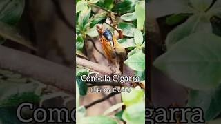 Happy cicada season Here’s snippet of quotComo La Cigarraquot “Like the Cicada” usafband cicada [upl. by Berkshire]