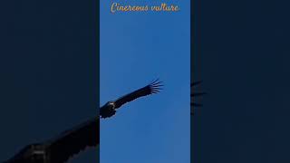 Cinereous vulture  Vautour moine wildlife vultures spain vautour [upl. by Ailegna]