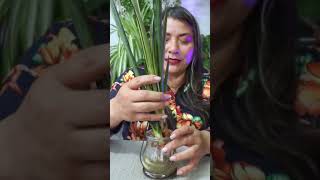 Aprende a poner frondosa tu sanseviera plantas jardin sansevieria flores [upl. by Eittah492]