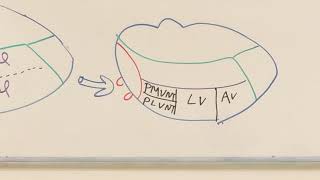 Thalamic nuclei Neuroanatomy 25 [upl. by Pacheco]