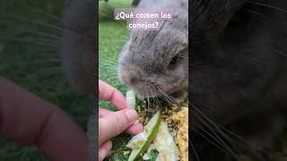 🐰¿Que comen los conejos 🐰 [upl. by Fiedling856]