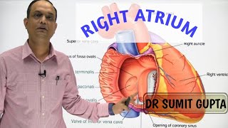 RIGHT ATRIUM OF HEART  INTERNAL FEATURES [upl. by Phelgon121]