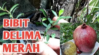 TUTORIAL MENANAM DELIMA MERAH [upl. by Laverne]