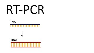 How we test for SARSCoV2  RTPCR Reverse Transcription PCR [upl. by Eldin]