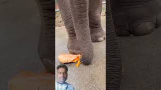 Elephant 🐘Shortvideo 🏋️‍♂️🏋️‍♂️ reels funny viralvideo comedy viwes short [upl. by Giwdul]