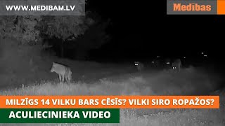 Milzīgs 14 vilku bars Cēsīs Vilki siro Ropažos Aculiecinieku video [upl. by Retsae]