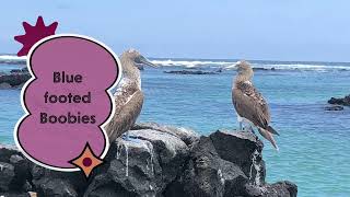 Visit the Galápagos Islands [upl. by Aihsined]