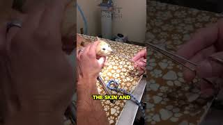 Shocking Discovery in Kitten’s Nose Giant Botfly Larva Removed doglover [upl. by Terina369]