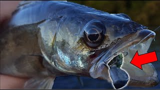 Comment pêcher du sandre ULTRA FACILEMENT [upl. by Hendel]