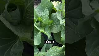 ✂️ Cómo Identificar Hojas para Podar en Tu Planta de Repollo 🌿 [upl. by Ecadnac]