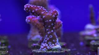 Eight Great Beginner SPS Corals [upl. by Eelan240]