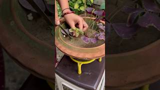 Colorful Coleus Propagation 🌱🥰  Coleus cutting Propagation youtubeshorts viralshorts [upl. by Ainak]