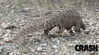 Pangolin Walking [upl. by Enahsal539]