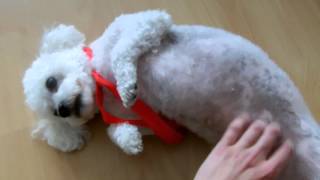 Biszon Bolończyk  dog собака chien Hund 狗 犬 ビションボロネーゼ Bichon Bolognese Bichon Bolonais [upl. by Alliuqaj]