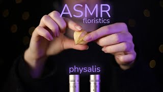 ASMR floristics  Physalis No Talking [upl. by Ahsercul918]