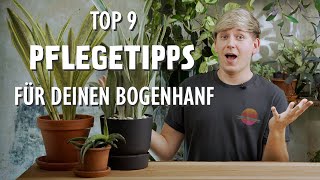 Die 9 BESTEN Pflegetipps für deinen Bogenhanf 🪴 [upl. by Nnylyram]