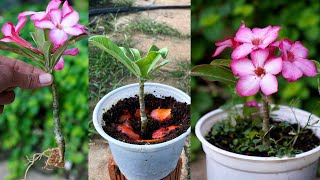 Planting mini Adenium flower branches after 90 days has produced the first flowers [upl. by Alema]