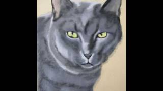 Portrait de chat chartreux [upl. by Jacquelyn]