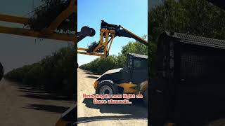 Tree Hedgers Cutting Almonds [upl. by Arabeila982]