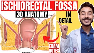 ischiorectal fossa anatomy 3d  anatomy of ischiorectal fossa boundaries  ischioanal fossa anatomy [upl. by Boyd618]