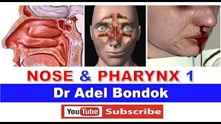 Anatomy of the Nose Nasoharynx and Oropharynx Dr Adel Bondok [upl. by Hgielrebma]