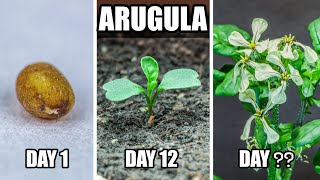 Growing Arugula From Seed to Flower 75 Days Time Lapse [upl. by Adele307]