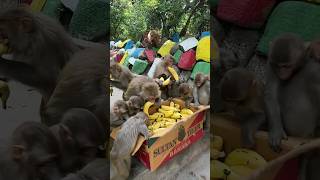 Within minutes the monkey consumed the banana package feedinganimal [upl. by Ozkum]