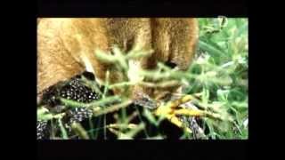 Caracal Vs gallina de Guinea DISCOVERY CHANNEL [upl. by Ellevel250]