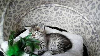 Gustav Fees boy  F2 Savannah cat 1 month old 🐱 [upl. by Rudich]